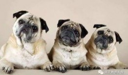 策划巴哥爆料视频大全集,揭秘幕后故事与精彩瞬间